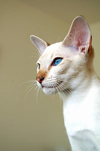 short-coated white cat
