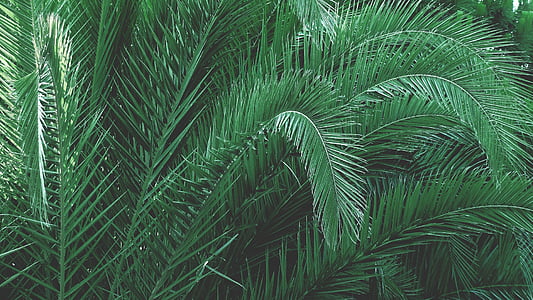 green sago palm plant