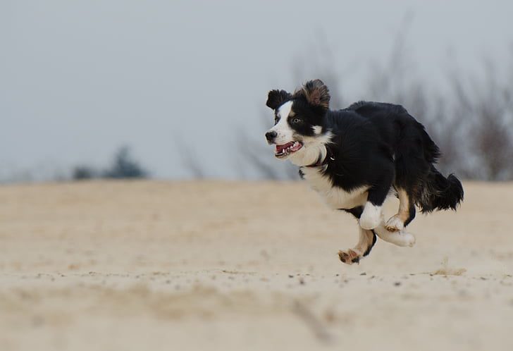 running black and white dog on white sand