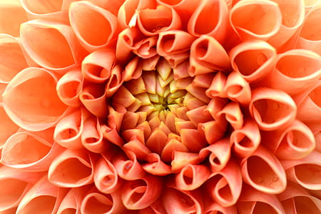 macro photography of orange Dahlia flower