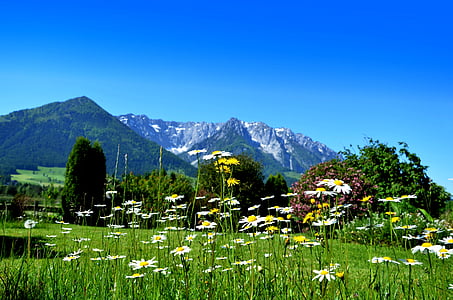 white daisy flowers near woods near mountain under blue skies daytime
