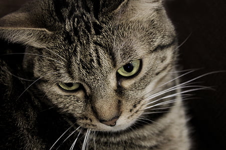 closeup photo of grey tabby cat