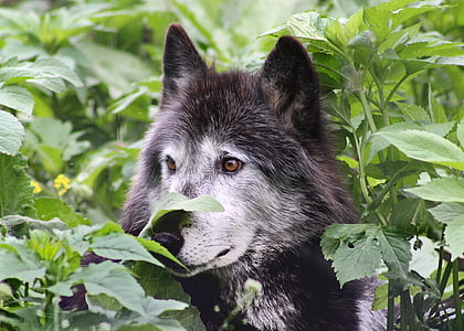 selective focus photography of black wolf surrounded by plants