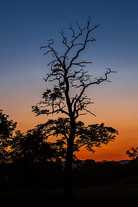 silhouette photo of trees photography