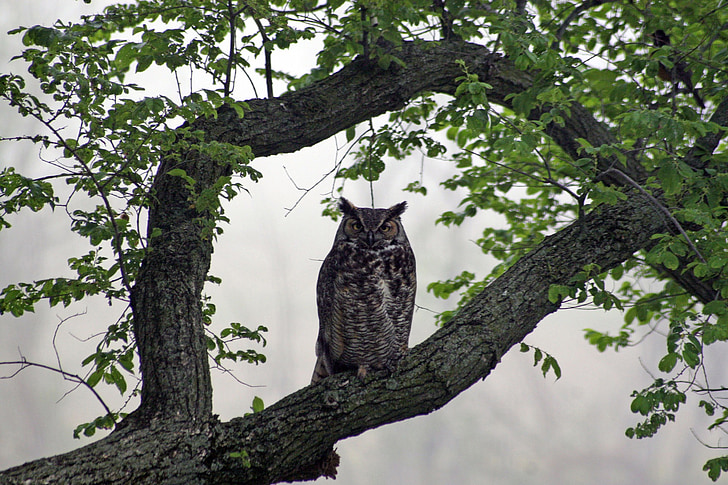 brown owl standing on tree branch