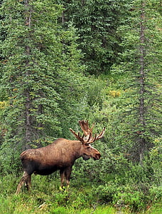 brown moose standing in the middle of forest