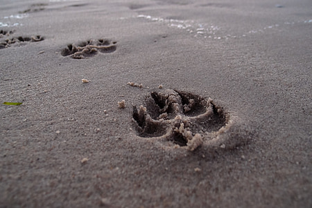 dog paw footprint on gray sand during daytime photo