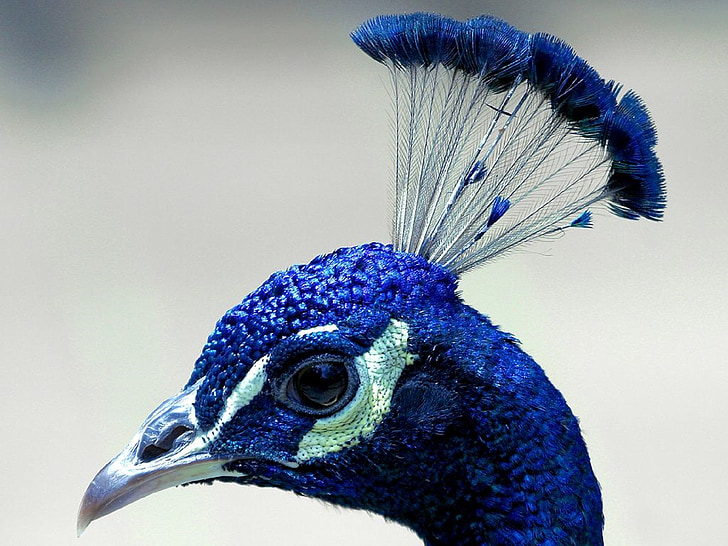 photo of blue bird