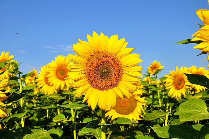 sunflowers with green leaves