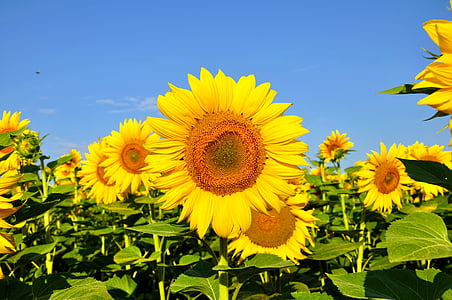 sunflowers with green leaves