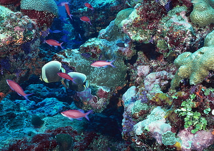 school of pink and grey fish