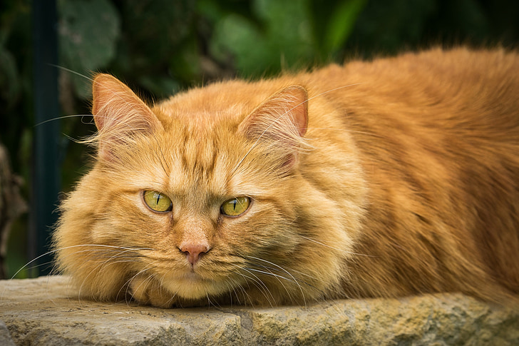 tabby cat lying on rock