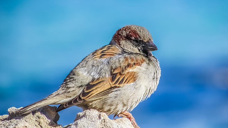 selective focus photography of brown sparrow