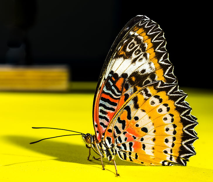 macro photography of yellow, orange, white, and black butterfly