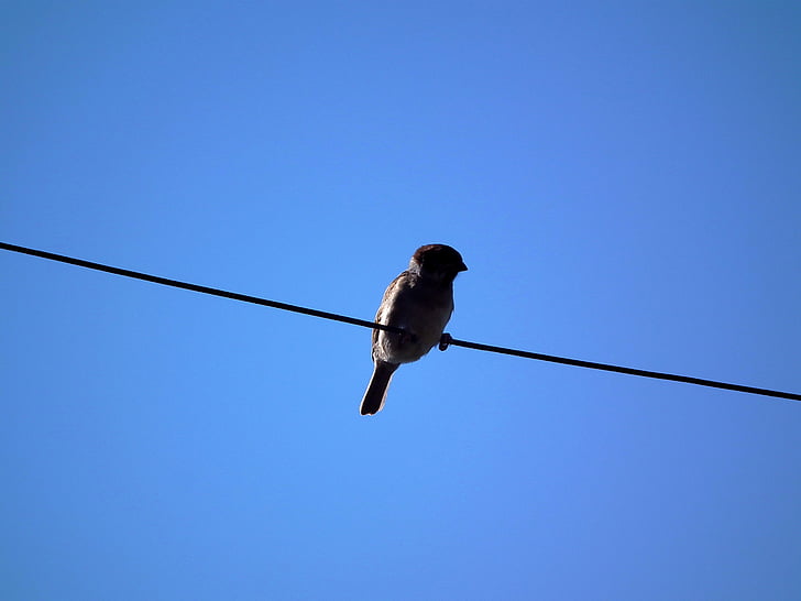 low angle photography of bird perched on cable wire
