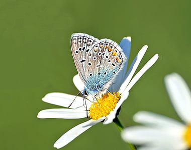 closeup photography of underwing common blue butterfly perched on daisy flower