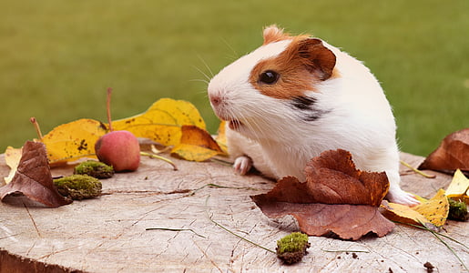 white and brown guinea pig on wood slab