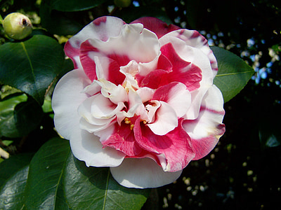 pink and white camellia flower in bloom at daytime