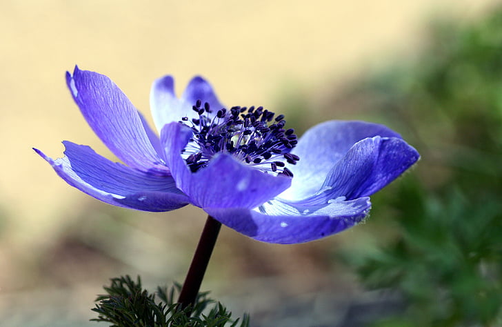 depth of field photography of purple anemone flower