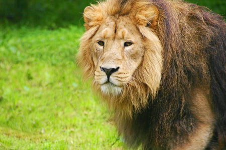 photo of brown lion