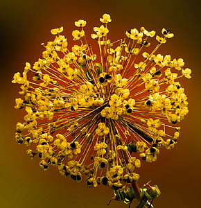 yellow flower closeup photography