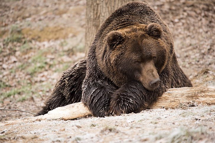 selective brown grizzly bear