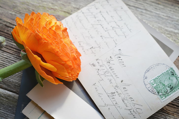 orange petaled flower on white mail card