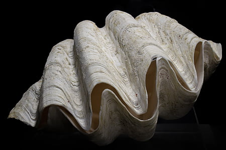 close up photo of giant clam