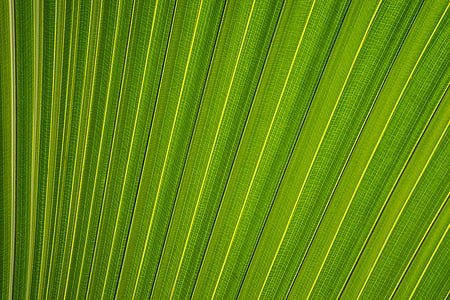 green, leaf, pattern, plant, palm leaf, palm tree
