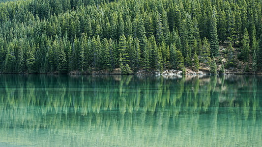 panoramic photography of green tall trees in front of body of water during daytime