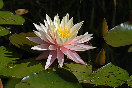 pink and white waterlily flower with green lily pads