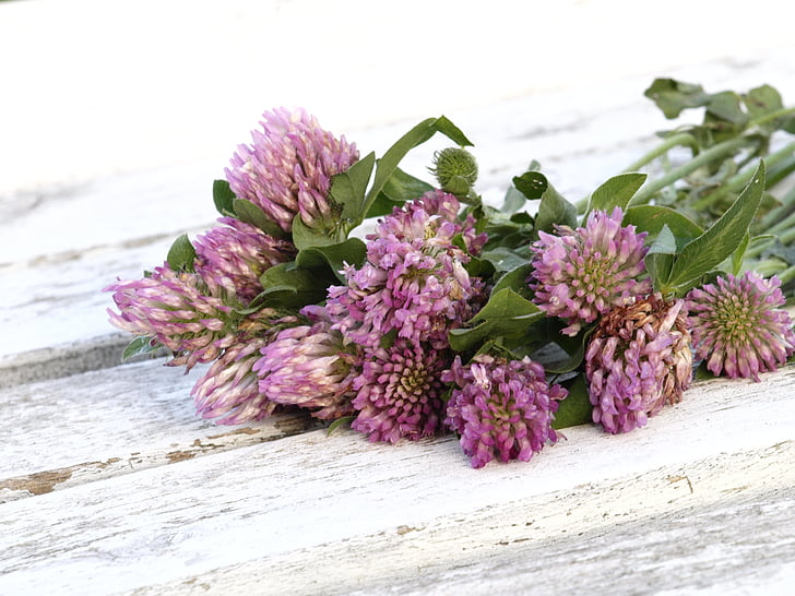 pink clover flowers on white wooden surface closeup photography