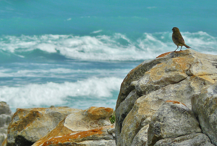 brown bird on grey rock in front of sea