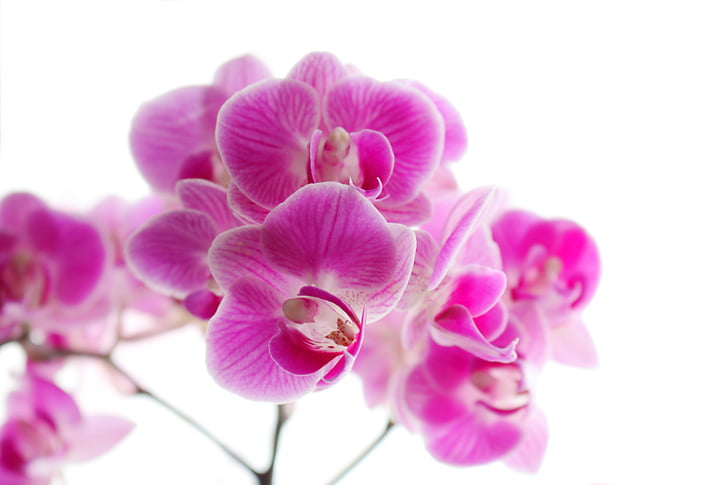 pink orchid flower macro photography
