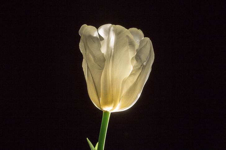 close up photography of white tulip flower