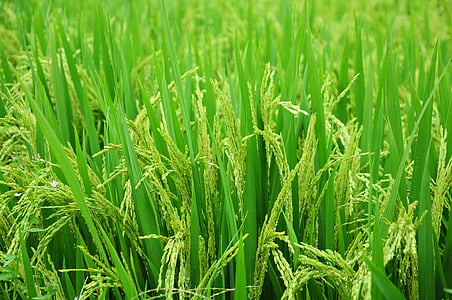 green grasses