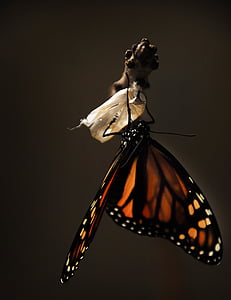 photo of brown and black butterfly came out from cocoon