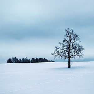 leafless tree in middle of snow field