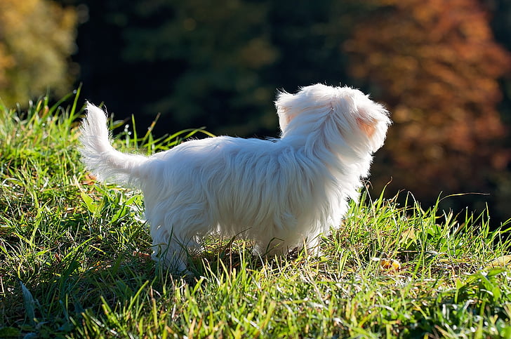 long-coated white puppy