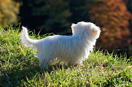 long-coated white puppy