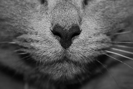 macro photograph of gray furred cat