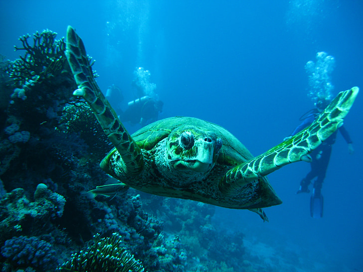 photo of turtle underwater