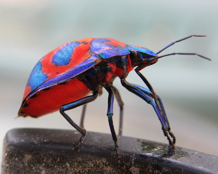red and purple bug in macro photography