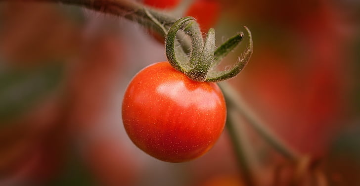 cherry tomato fruit