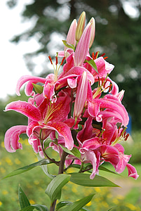 pink stargazer lilies in bloom close up photography
