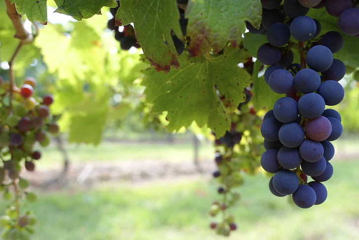 close up photo of grapes