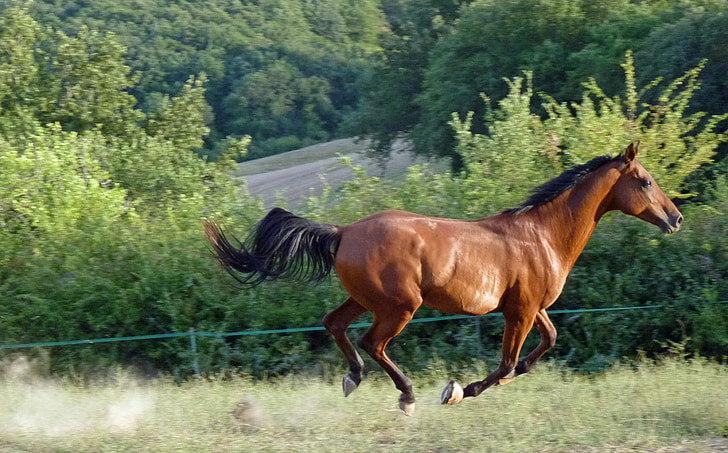 brown horse running