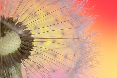 close-up photo of white dandelion