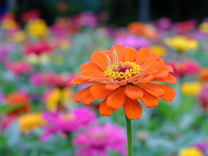 selective focus photography of orange zinnia flower