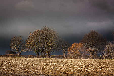 green leafed trees and withered grass under black skies